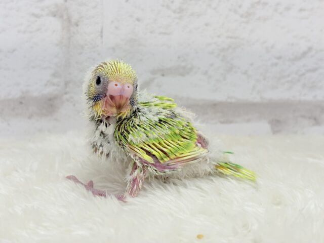 セキセイインコ