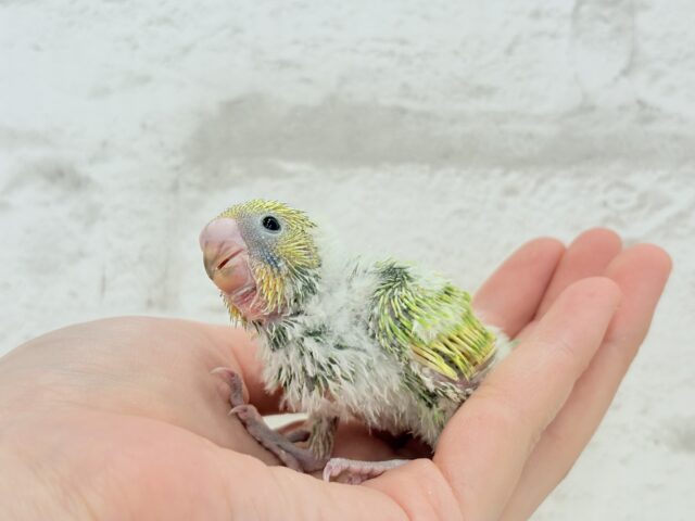 セキセイインコ