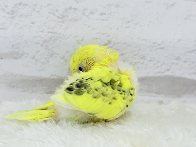 セキセイインコ