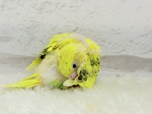 セキセイインコ