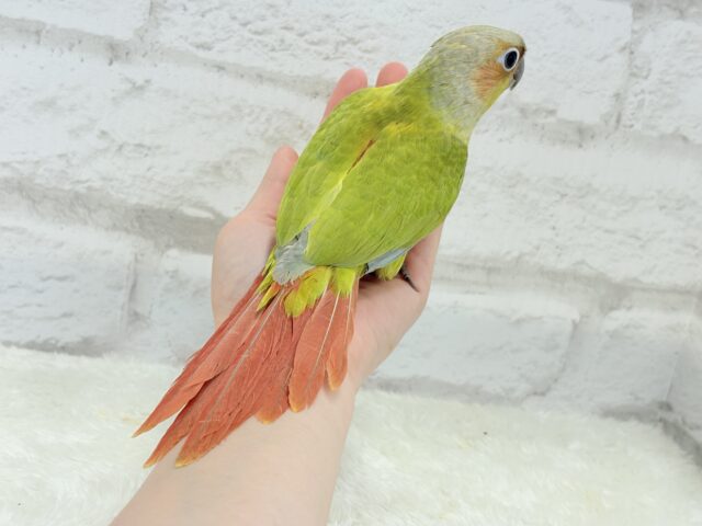 ホオミドリウロコインコ