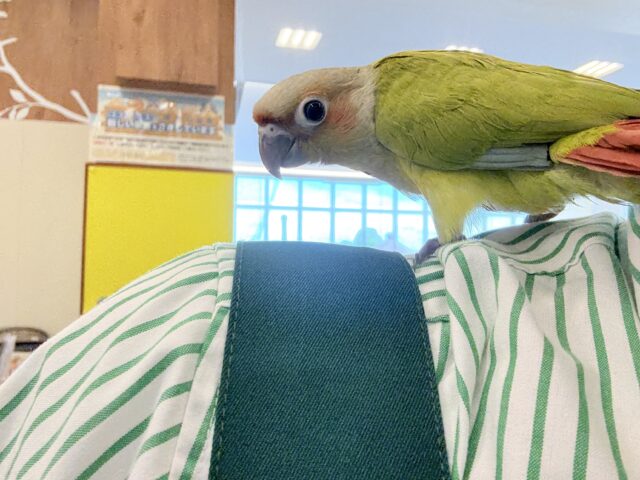 ホオミドリウロコインコ