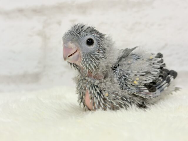 サザナミインコ