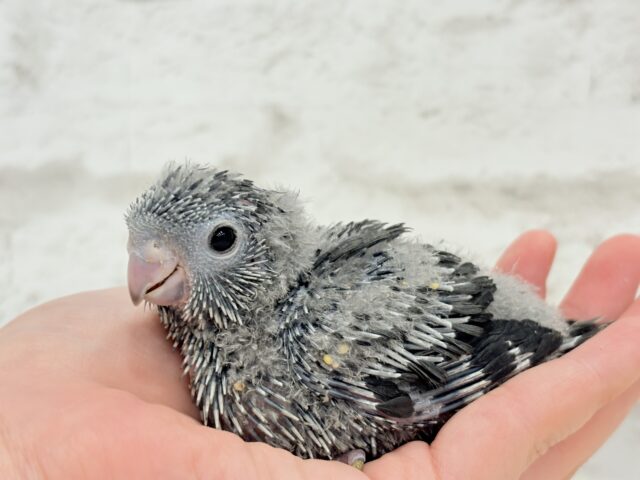 サザナミインコ