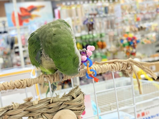 オキナインコ