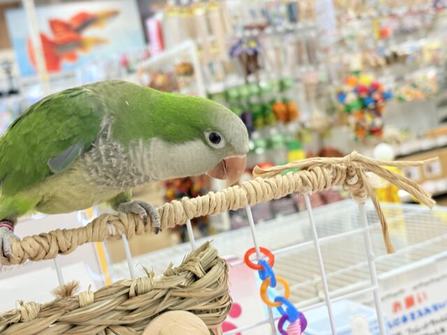 オキナインコ