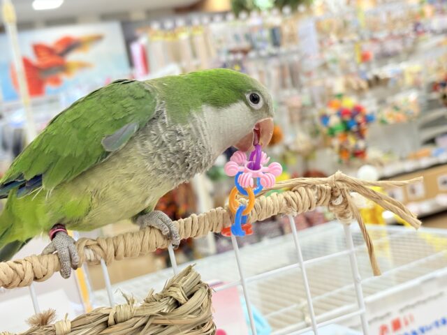 オキナインコ
