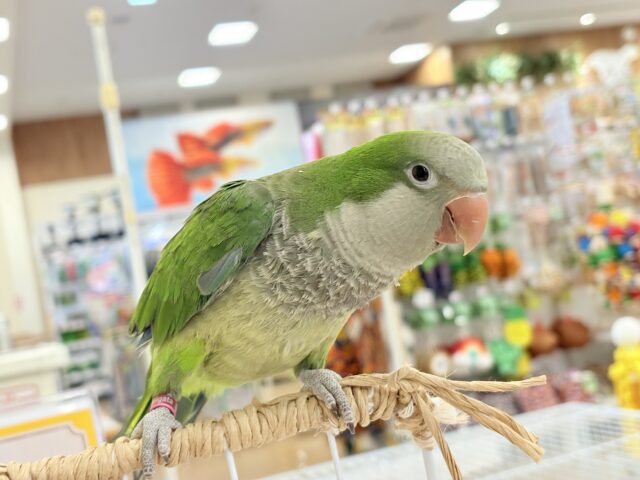 オキナインコ