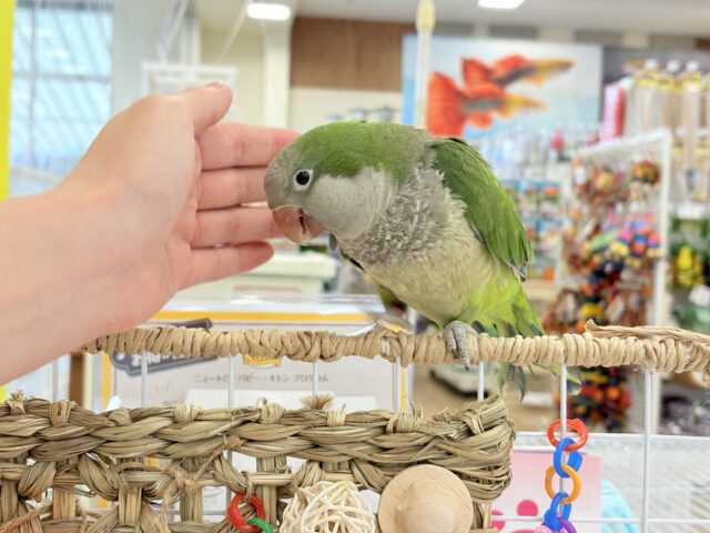 オキナインコ