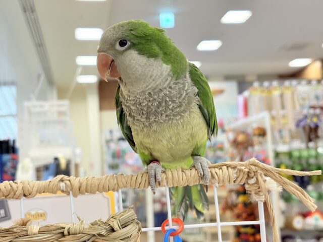 オキナインコ