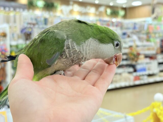 オキナインコ