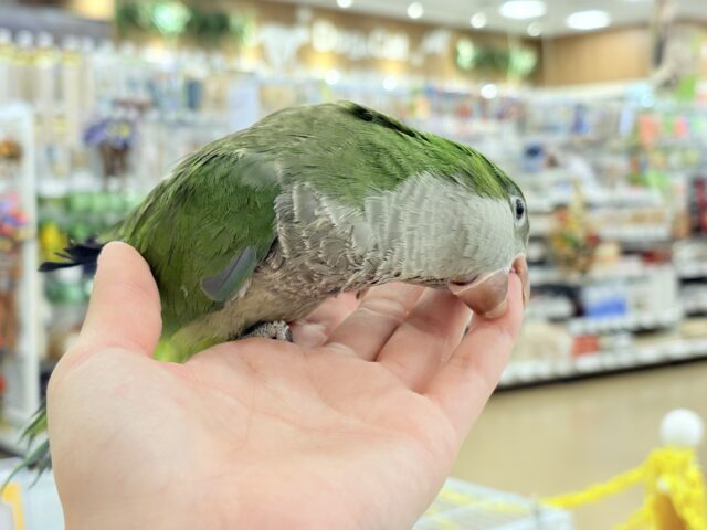 オキナインコ