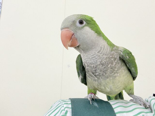オキナインコ