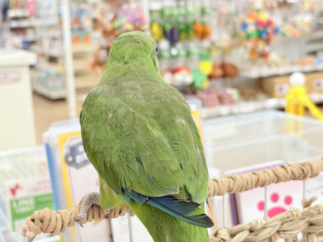 オキナインコ
