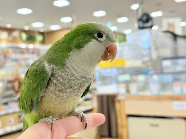 オキナインコ