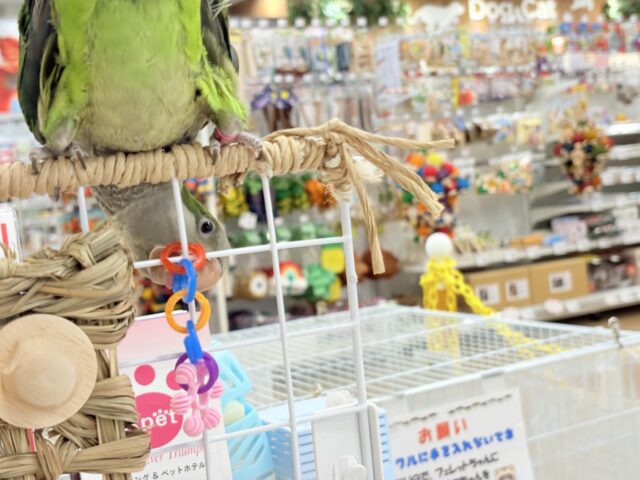 オキナインコ
