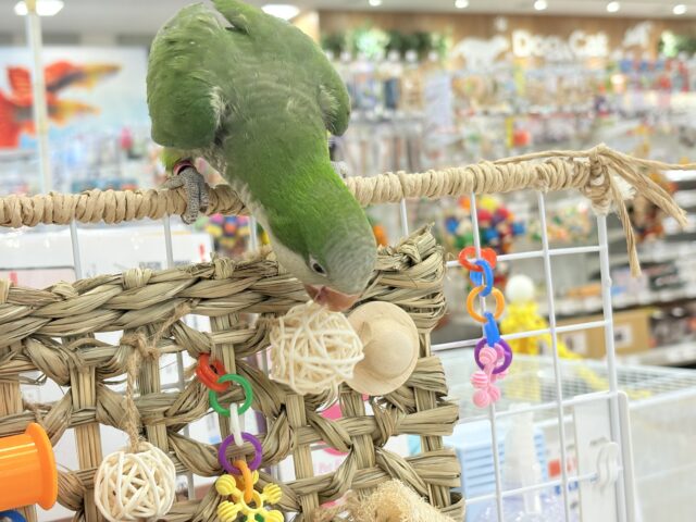 オキナインコ