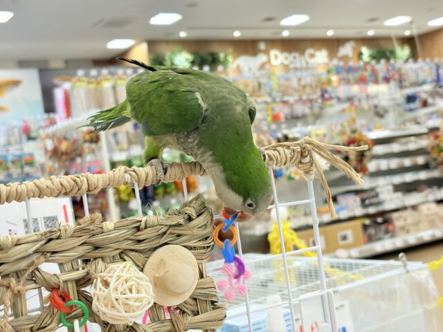 オキナインコ