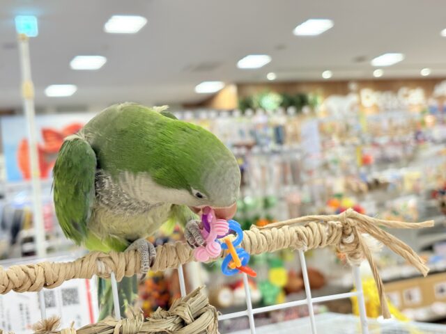 オキナインコ