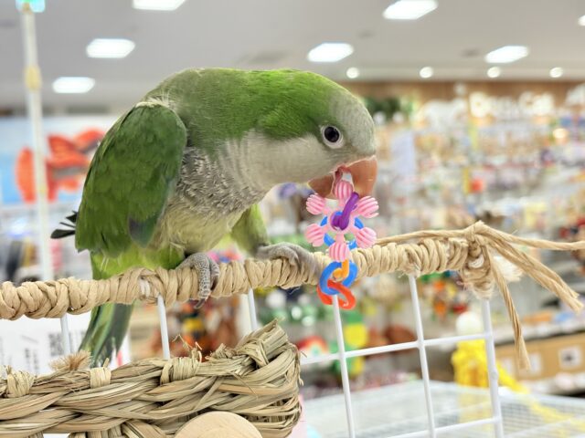 オキナインコ