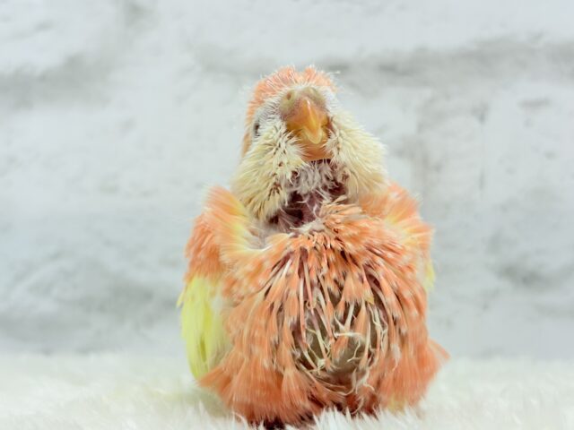 アキクサインコ（秋草インコ）