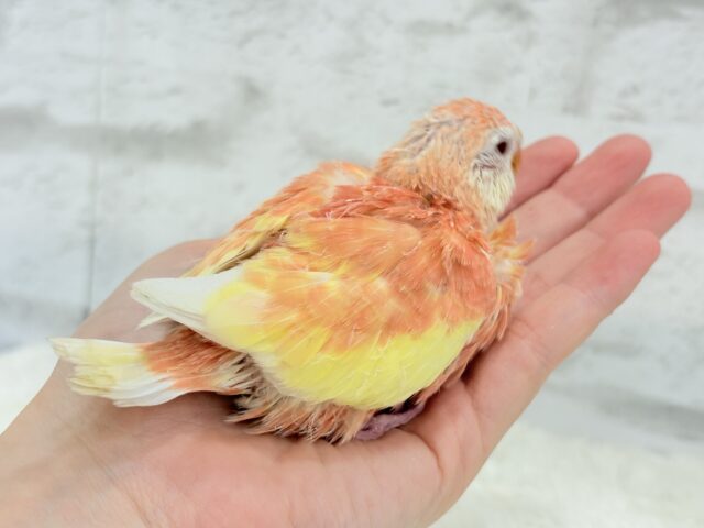 アキクサインコ（秋草インコ）