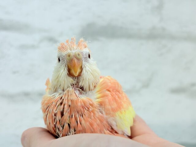 アキクサインコ（秋草インコ）