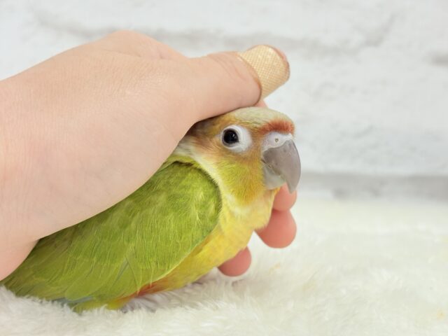 ホオミドリウロコインコ