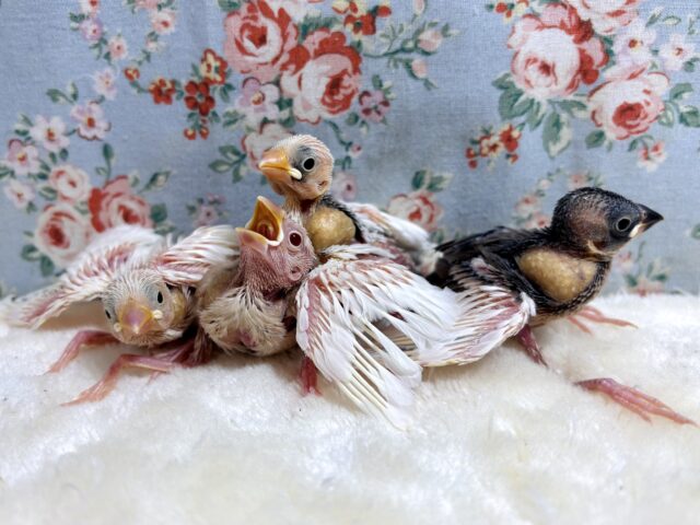 セキセイインコ、文鳥