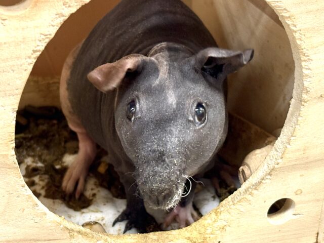 スキニーギニアピッグ