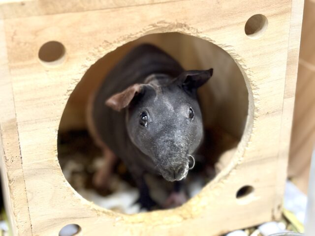 スキニーギニアピッグ