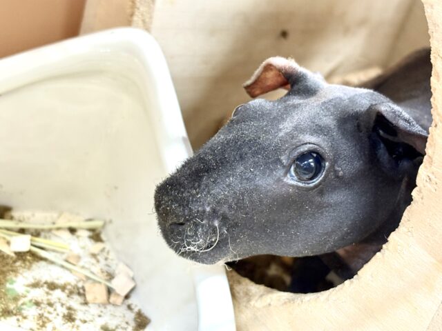 スキニーギニアピッグ