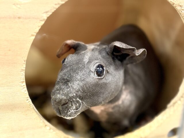 スキニーギニアピッグ