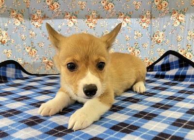 ウェルシュコーギー・ペンブローグ