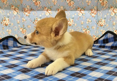 ウェルシュコーギー・ペンブローグ