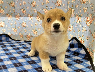 ウェルシュコーギー・ペンブローグ