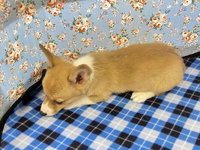 ウェルシュコーギー・ペンブローグ