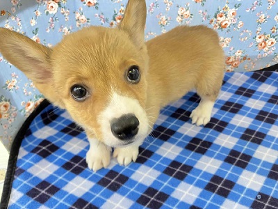 ウェルシュコーギー・ペンブローグ