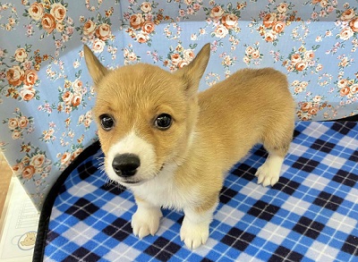 ウェルシュコーギー・ペンブローグ