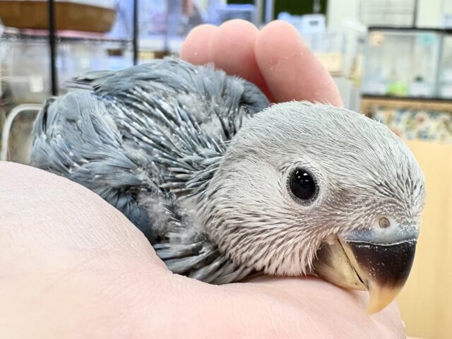 コザクラインコ（小桜インコ）