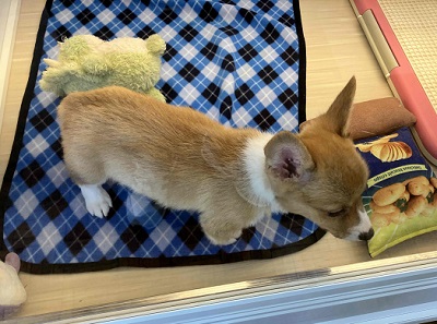 ウェルシュコーギー・ペンブローグ