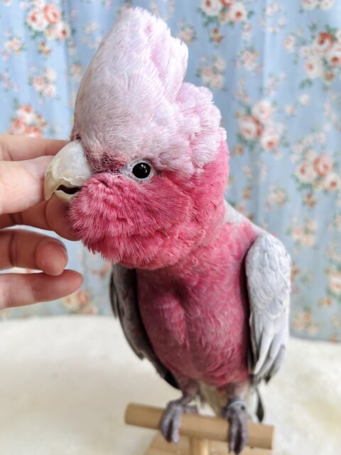 モモイロインコ