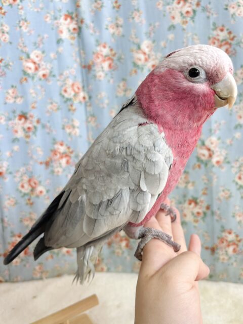 モモイロインコ