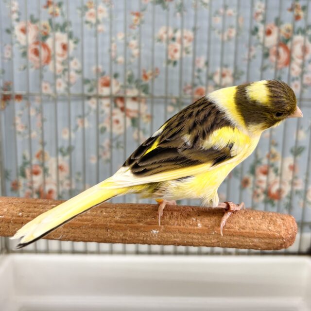 ローラーカナリア