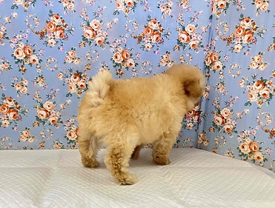 最新画像🆙見た目はへなちょこ系!?でも実は…なトイプードル入舎しました! トイプードル