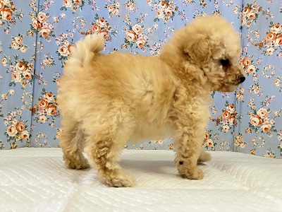 最新画像🆙見た目はへなちょこ系!?でも実は…なトイプードル入舎しました! トイプードル