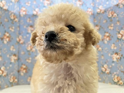 最新画像🆙見た目はへなちょこ系!?でも実は…なトイプードル入舎しました! トイプードル