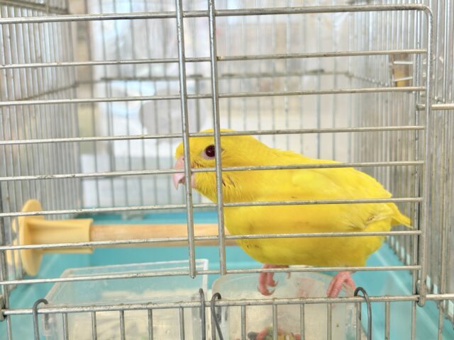 サザナミインコ