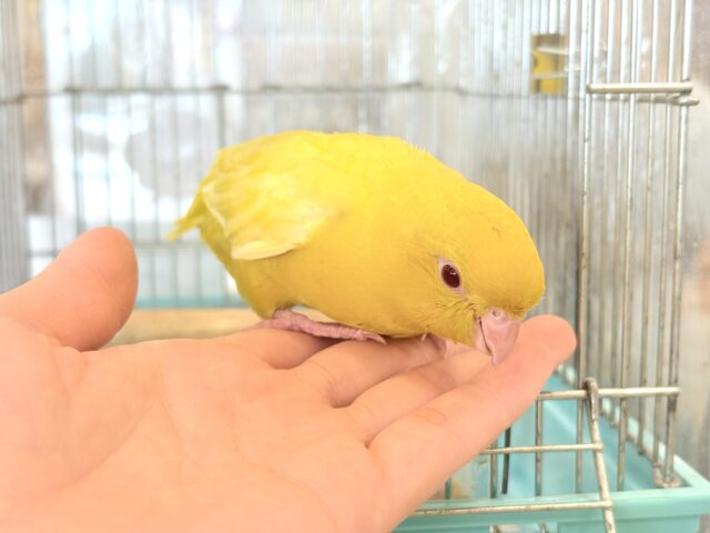 サザナミインコ