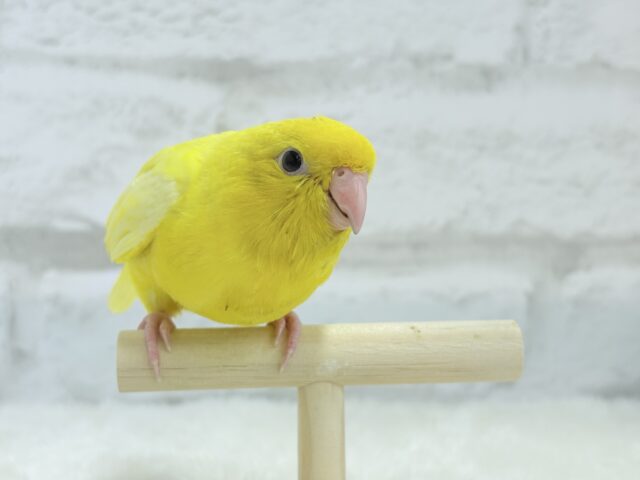 サザナミインコ